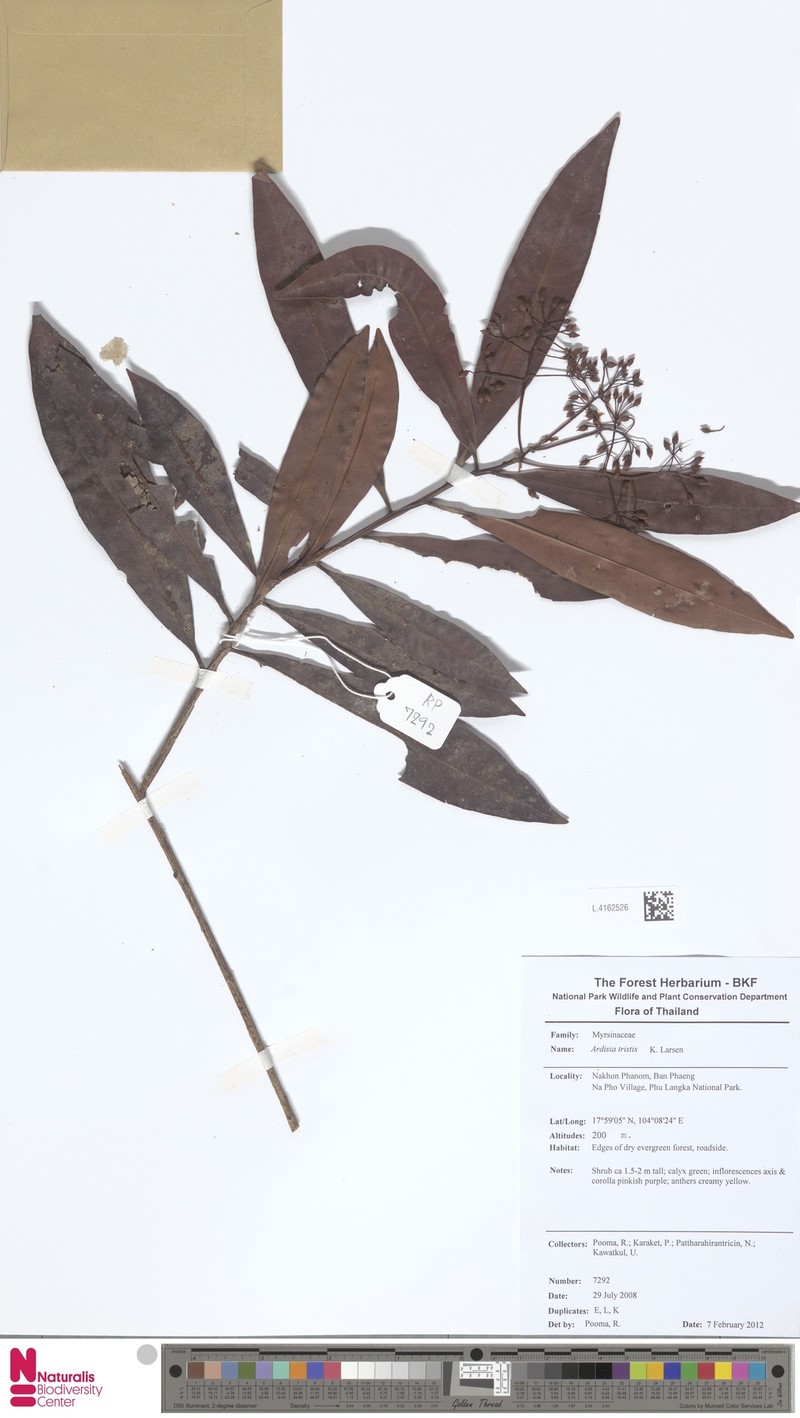 Ardisia tristis