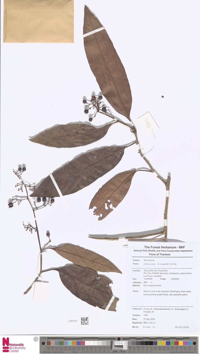 Ardisia tristis photo 2