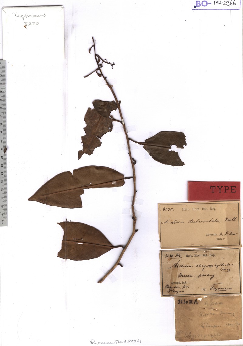 Ardisia tuberculata