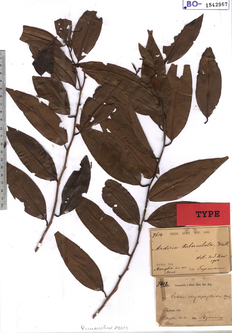 Ardisia tuberculata photo 2