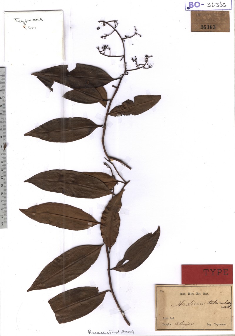 Ardisia tuberculata photo 3