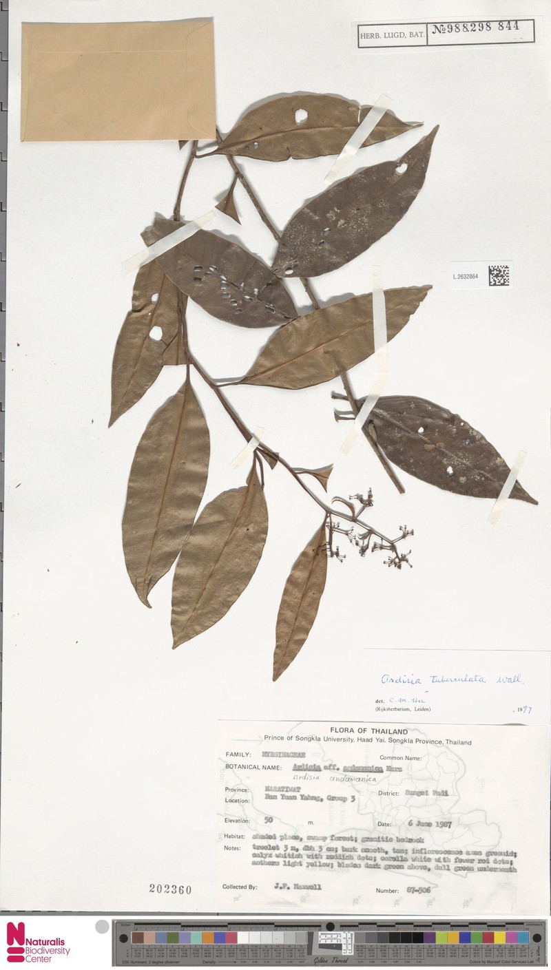 Ardisia tuberculata photo 4