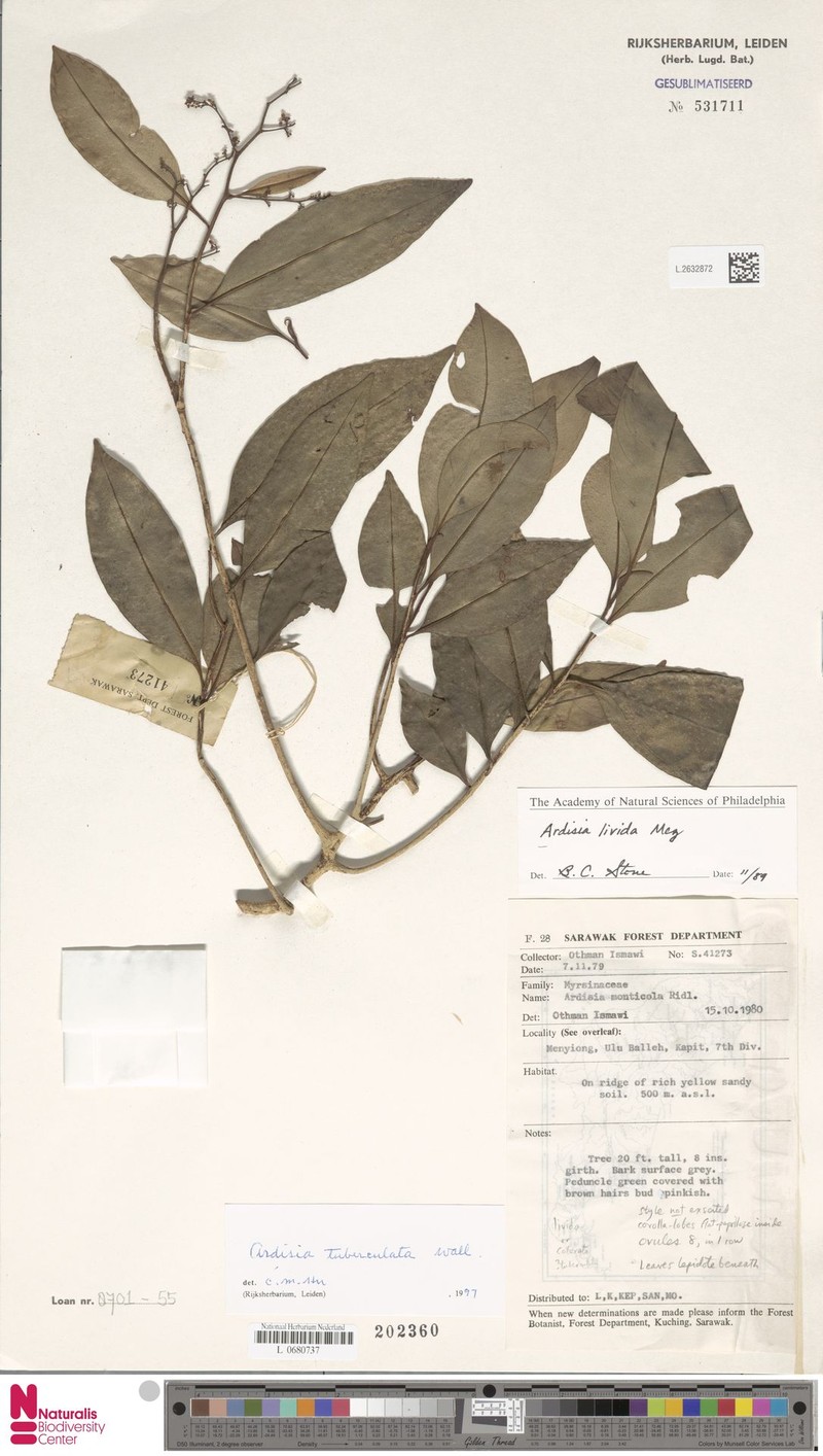 Ardisia tuberculata photo 5