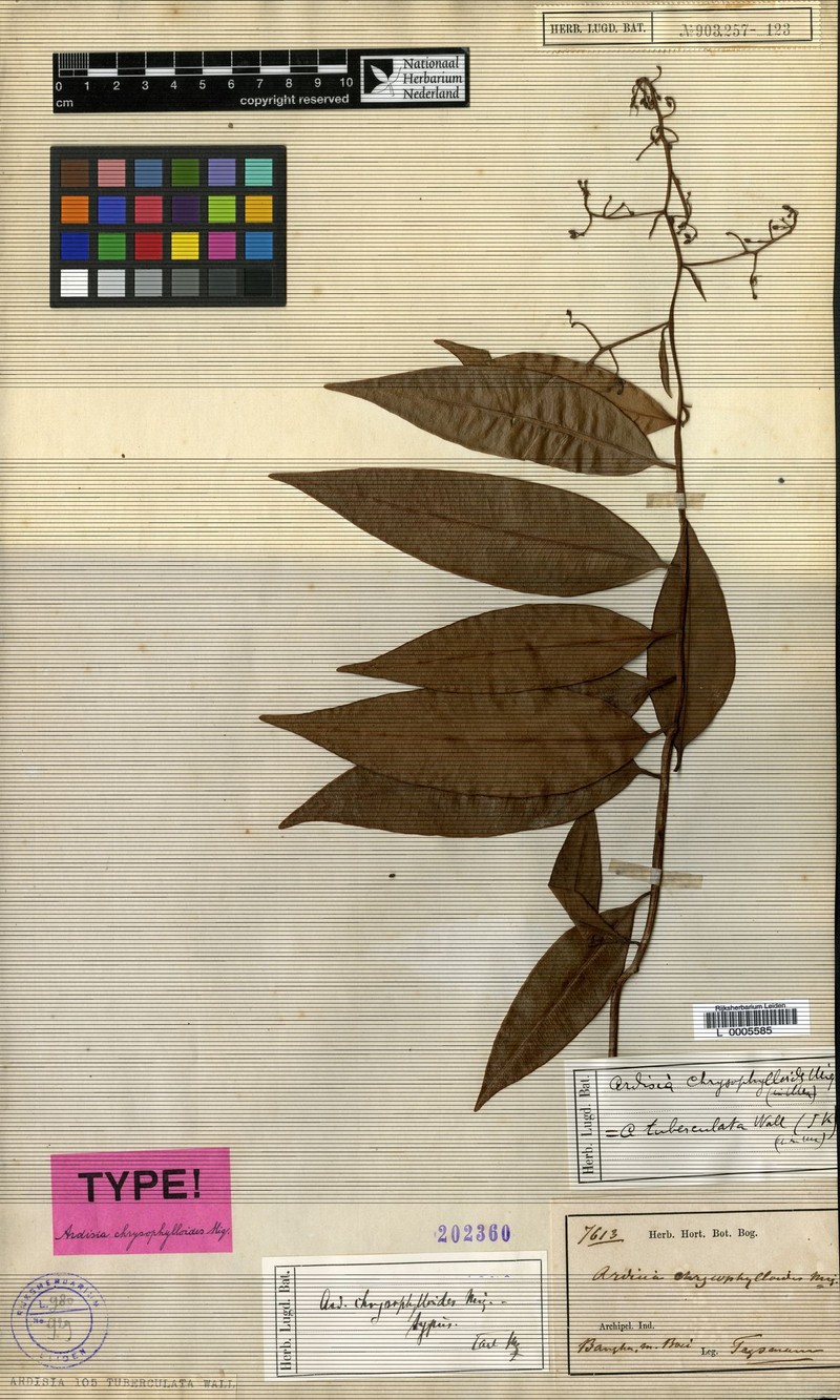 Ardisia tuberculata photo 6