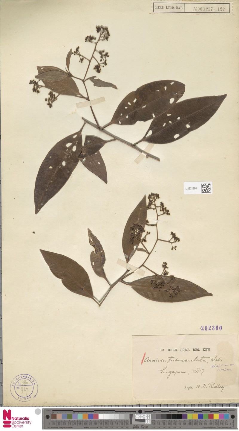 Ardisia tuberculata photo 7
