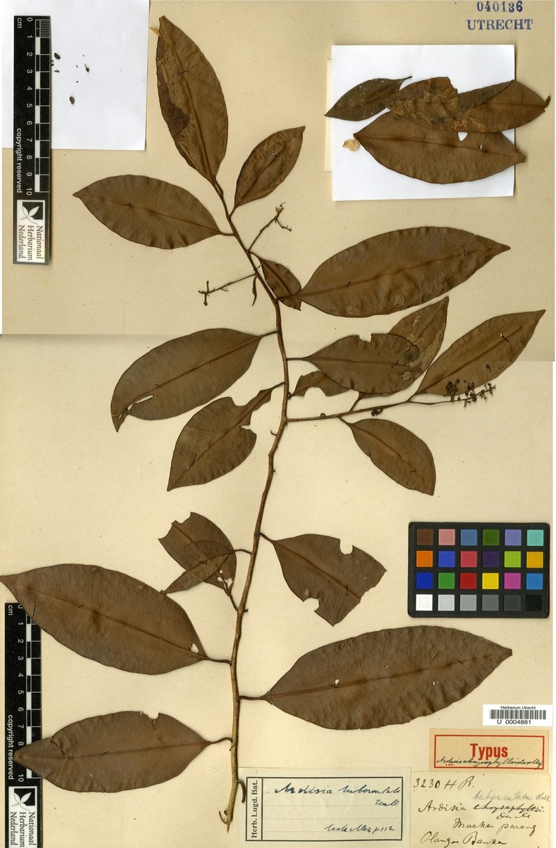 Ardisia tuberculata photo 8