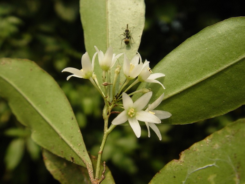 Ardisia tuerckheimii