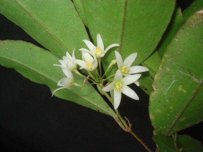 Ardisia tuerckheimii photo 2