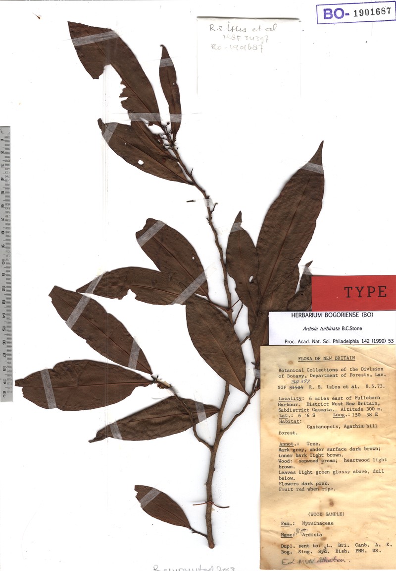 Ardisia turbinata