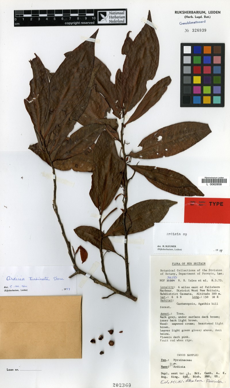 Ardisia turbinata photo 2