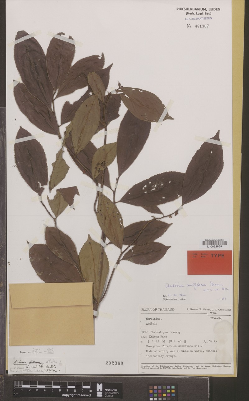 Ardisia uniflora