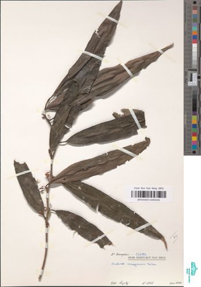 Ardisia uregaensis