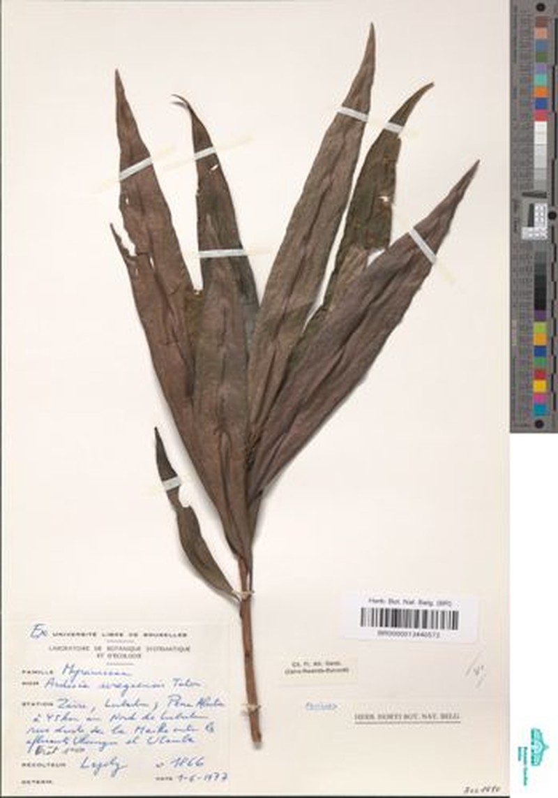 Ardisia uregaensis photo 2
