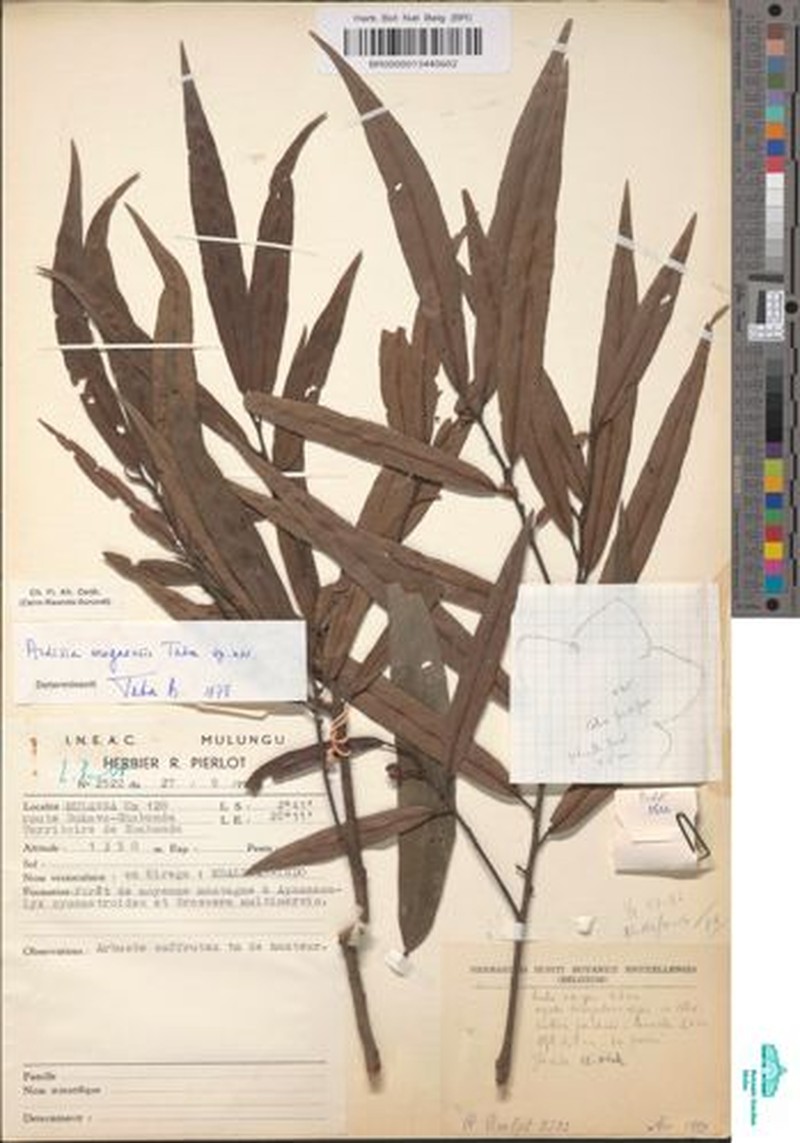 Ardisia uregaensis photo 3