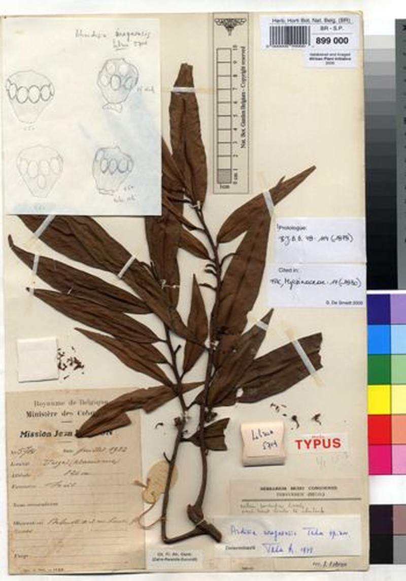 Ardisia uregaensis photo 4