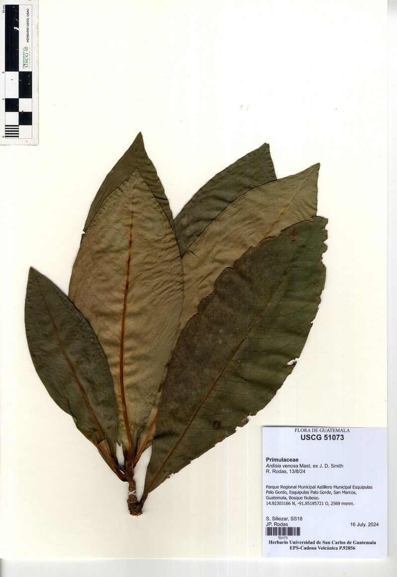 Ardisia venosa photo 2