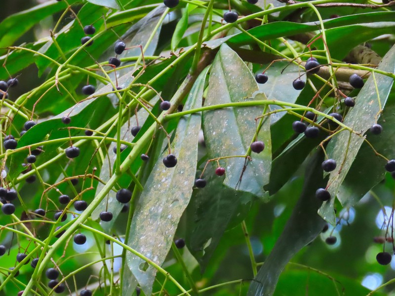 Ardisia venosa