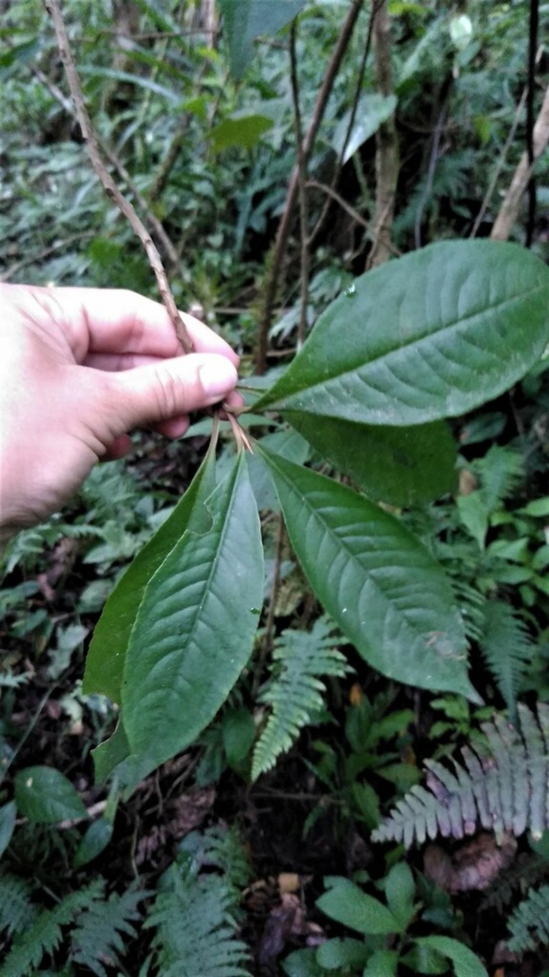 Ardisia venosa photo 3