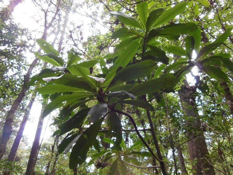 Ardisia venosa photo 4