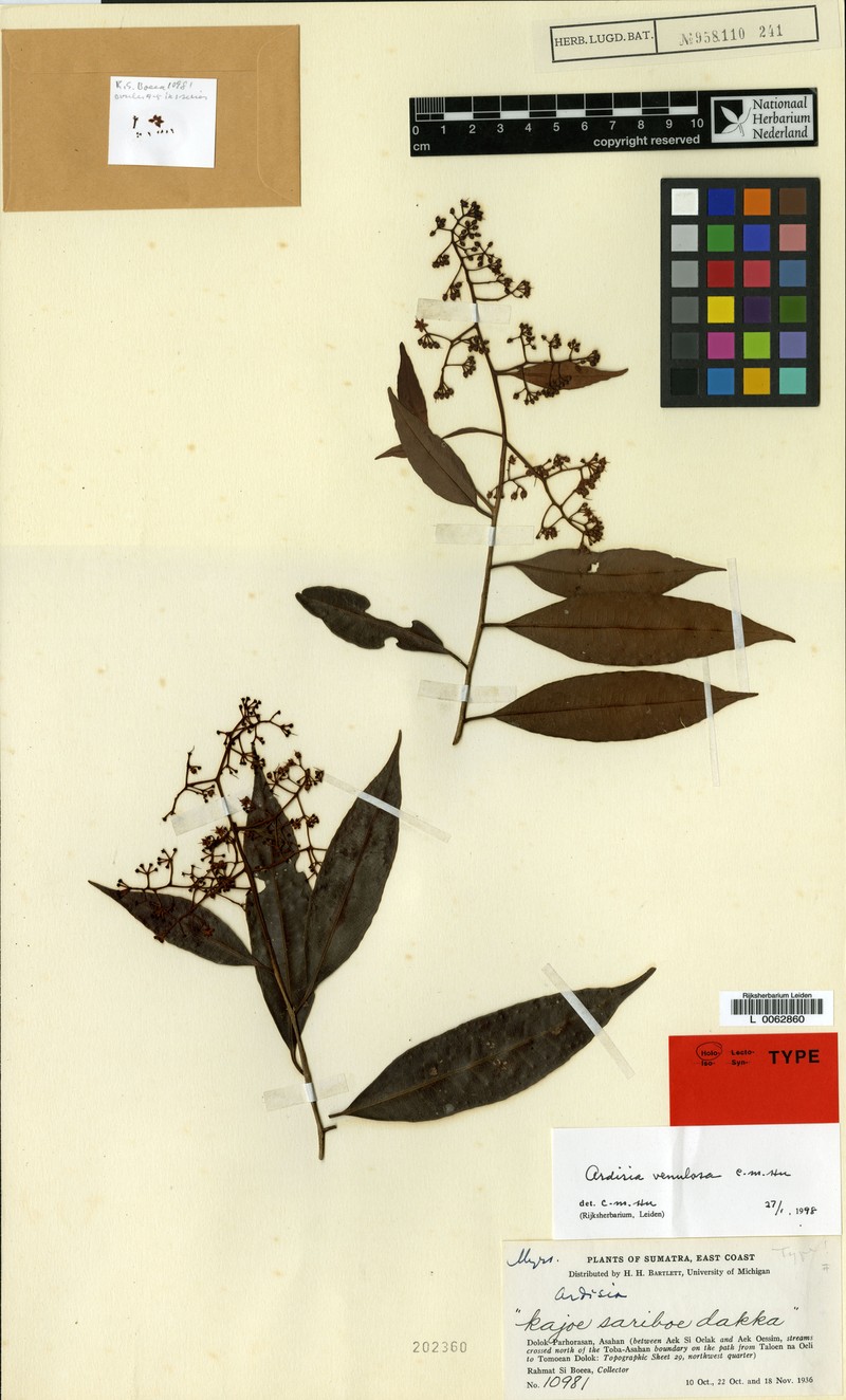 Ardisia venulosa