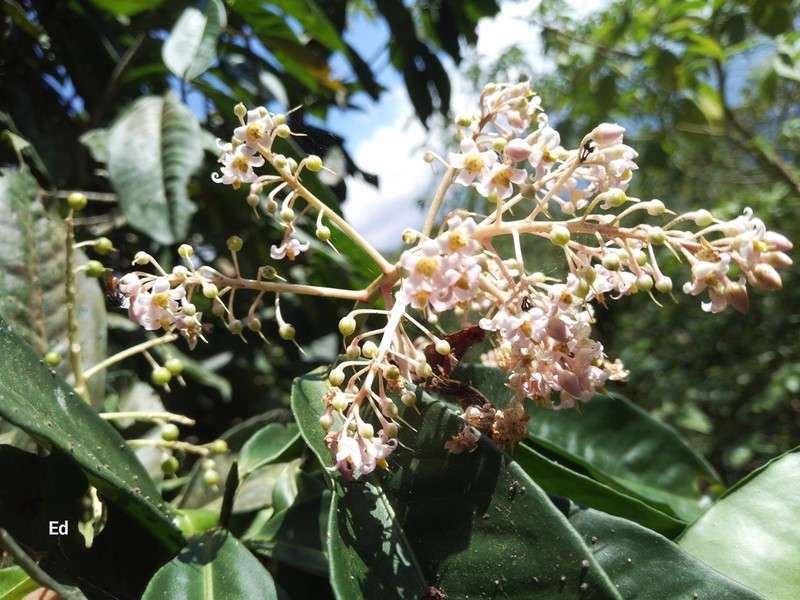 Ardisia verapazensis