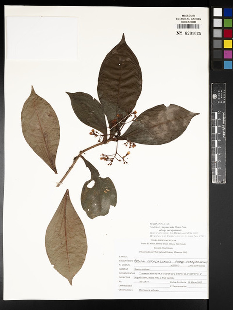 Ardisia verapazensis subsp. verapazensis