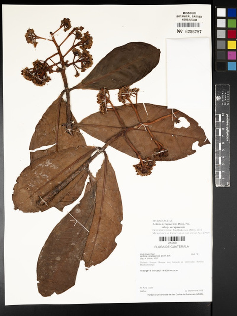 Ardisia verapazensis subsp. verapazensis photo 2
