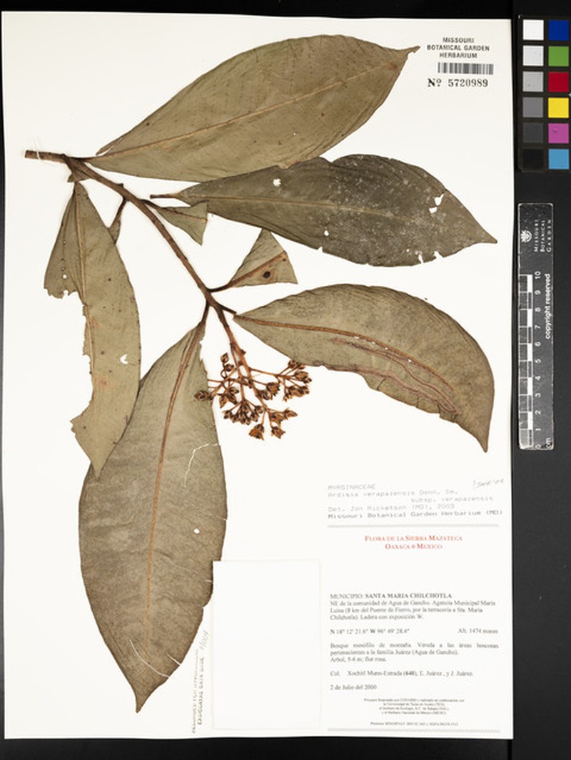 Ardisia verapazensis subsp. verapazensis photo 3