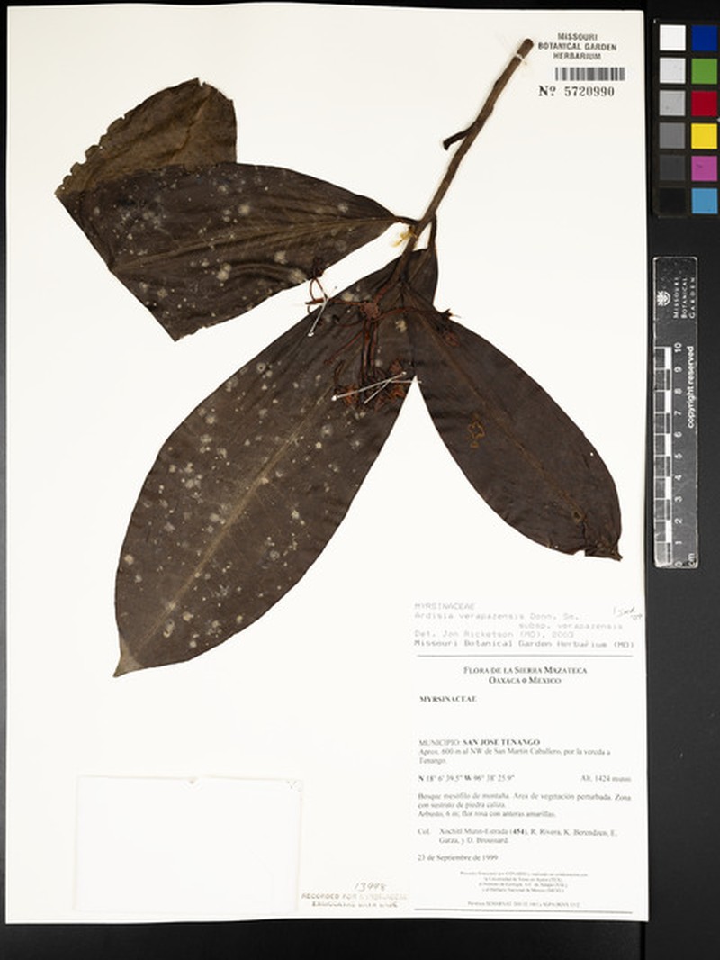 Ardisia verapazensis subsp. verapazensis photo 4