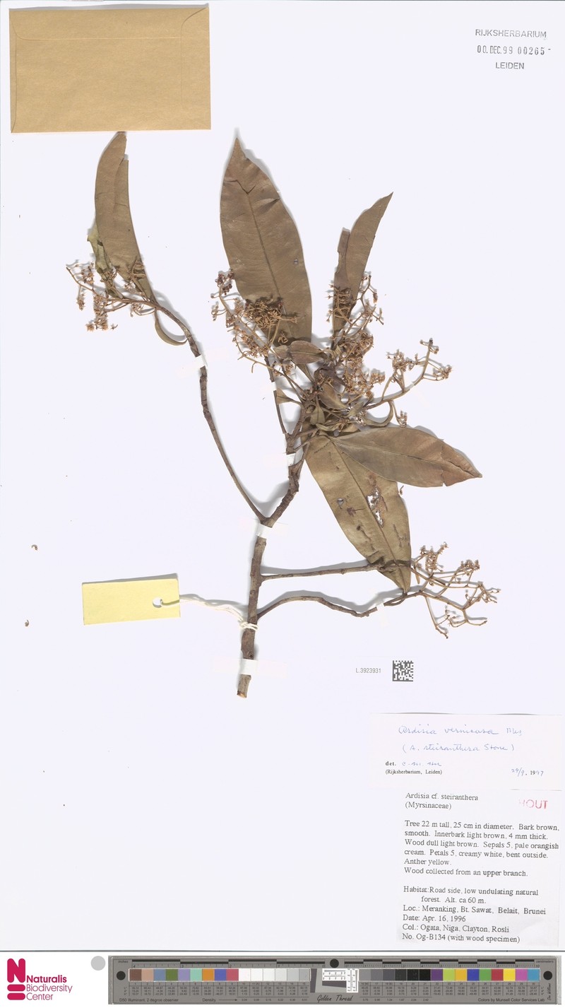 Ardisia vernicosa