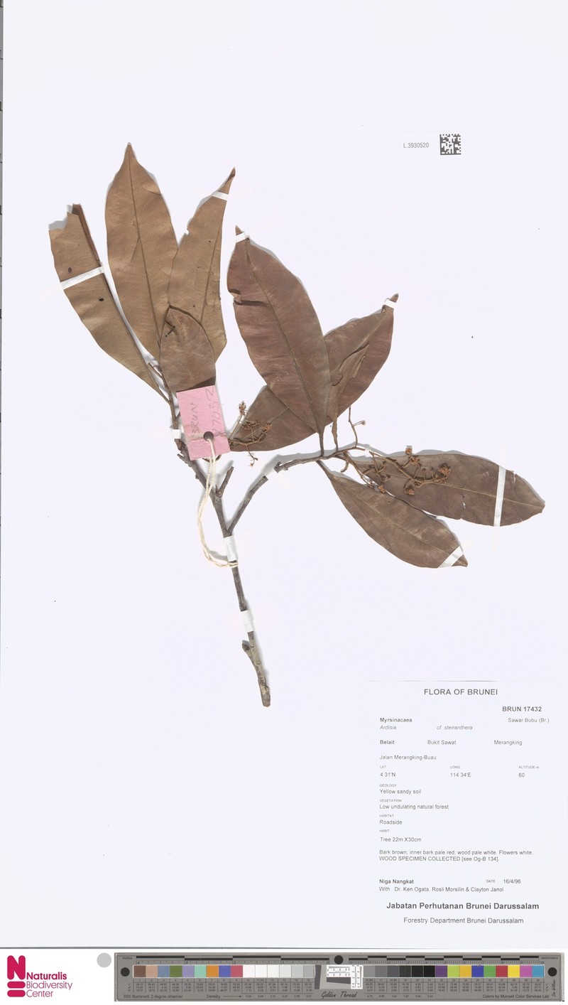 Ardisia vernicosa photo 2
