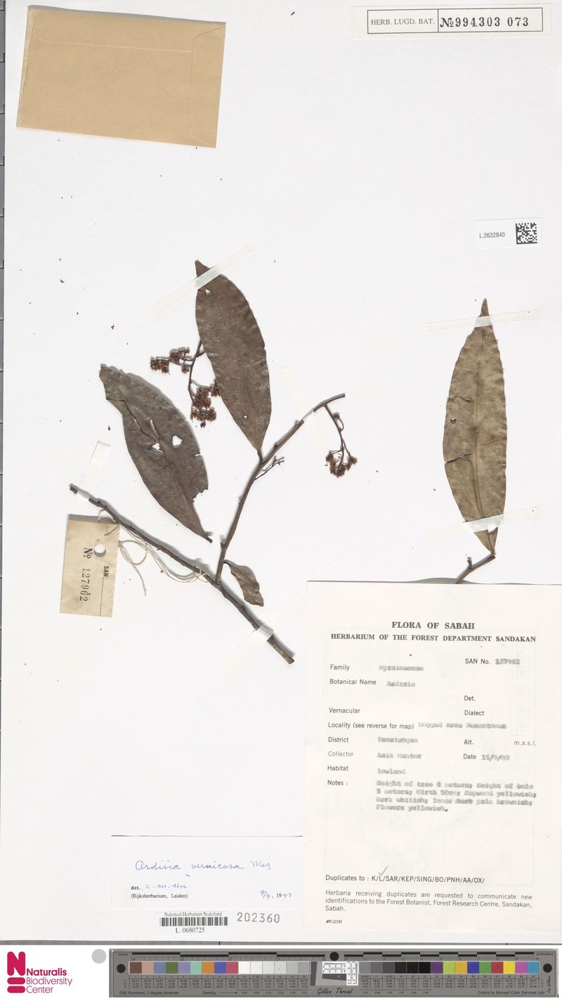 Ardisia vernicosa photo 3