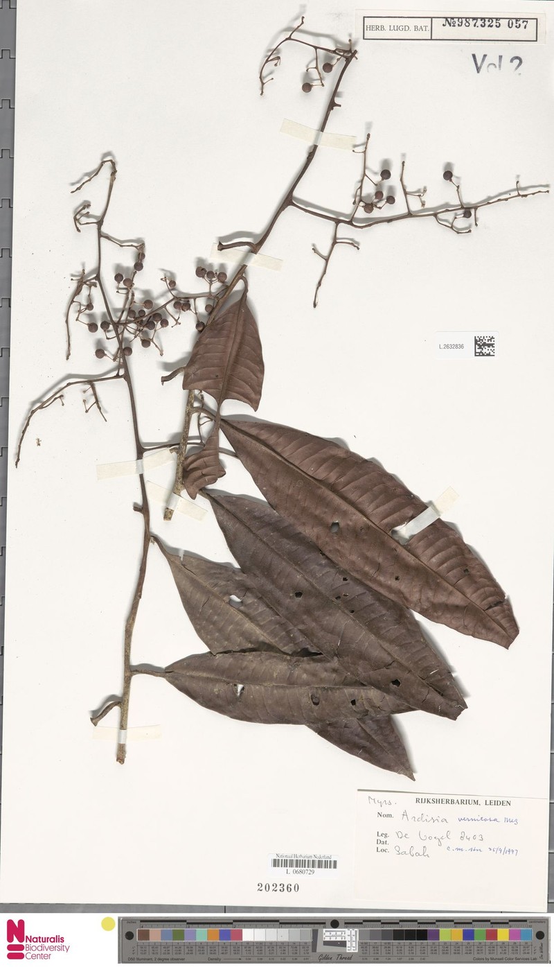 Ardisia vernicosa photo 4