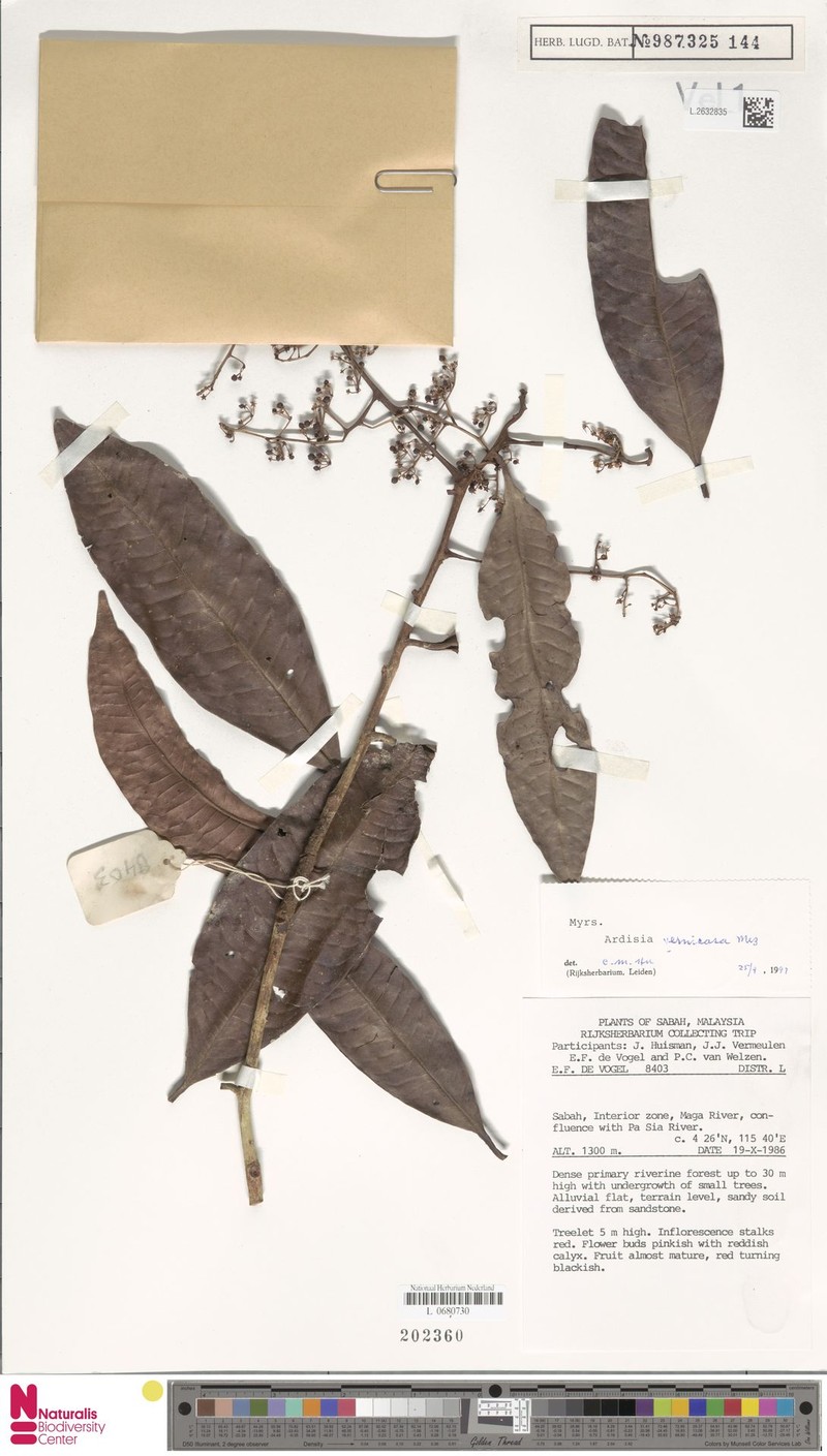 Ardisia vernicosa photo 5
