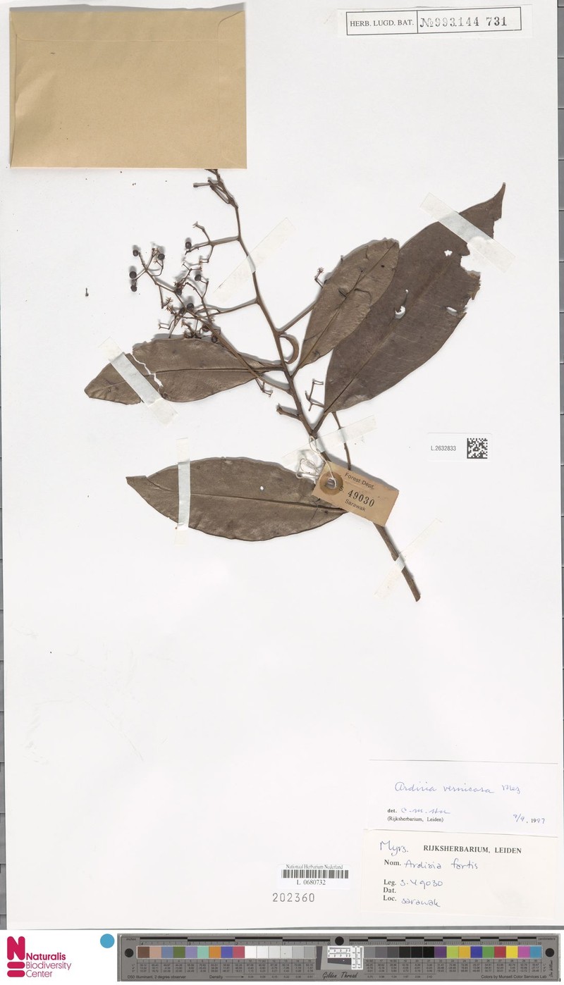 Ardisia vernicosa photo 6