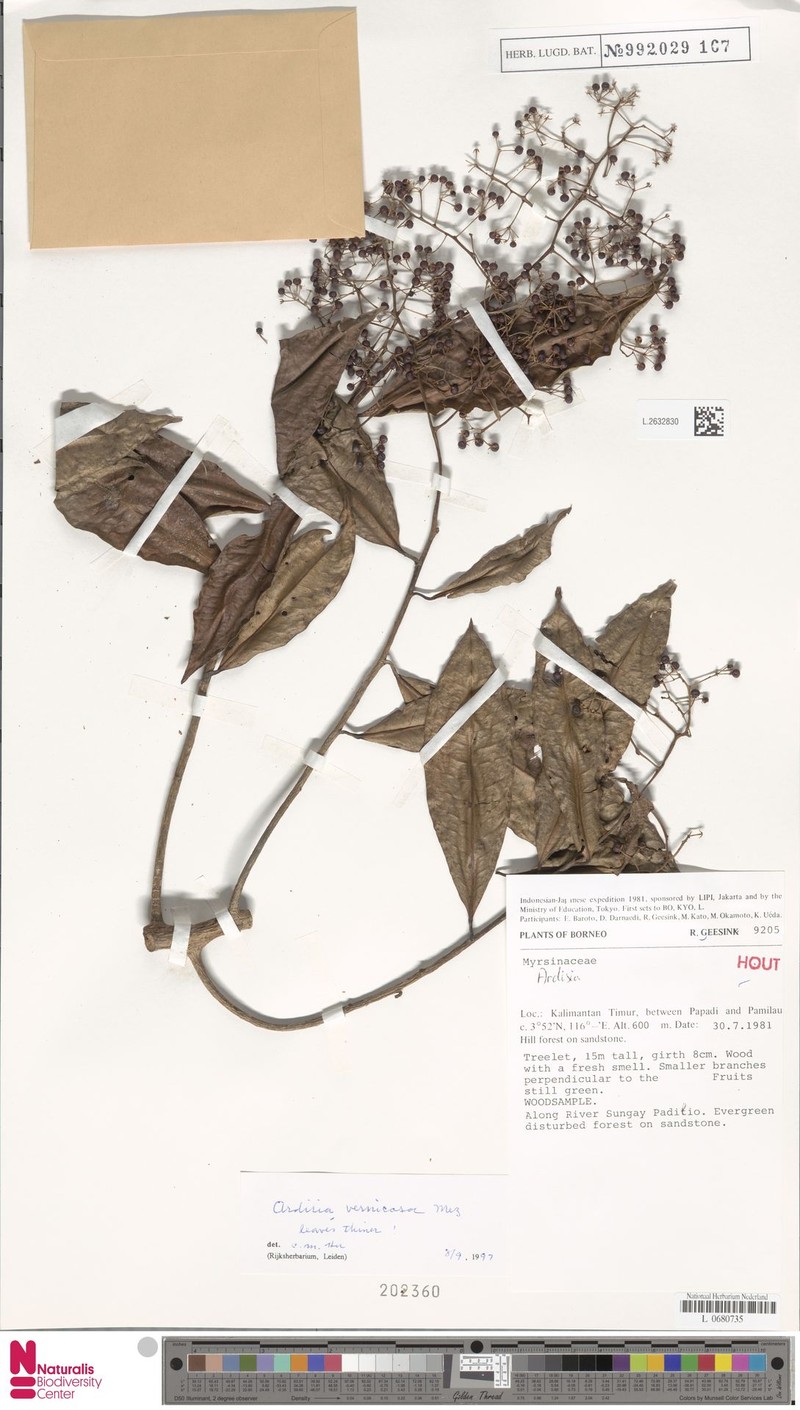 Ardisia vernicosa photo 8