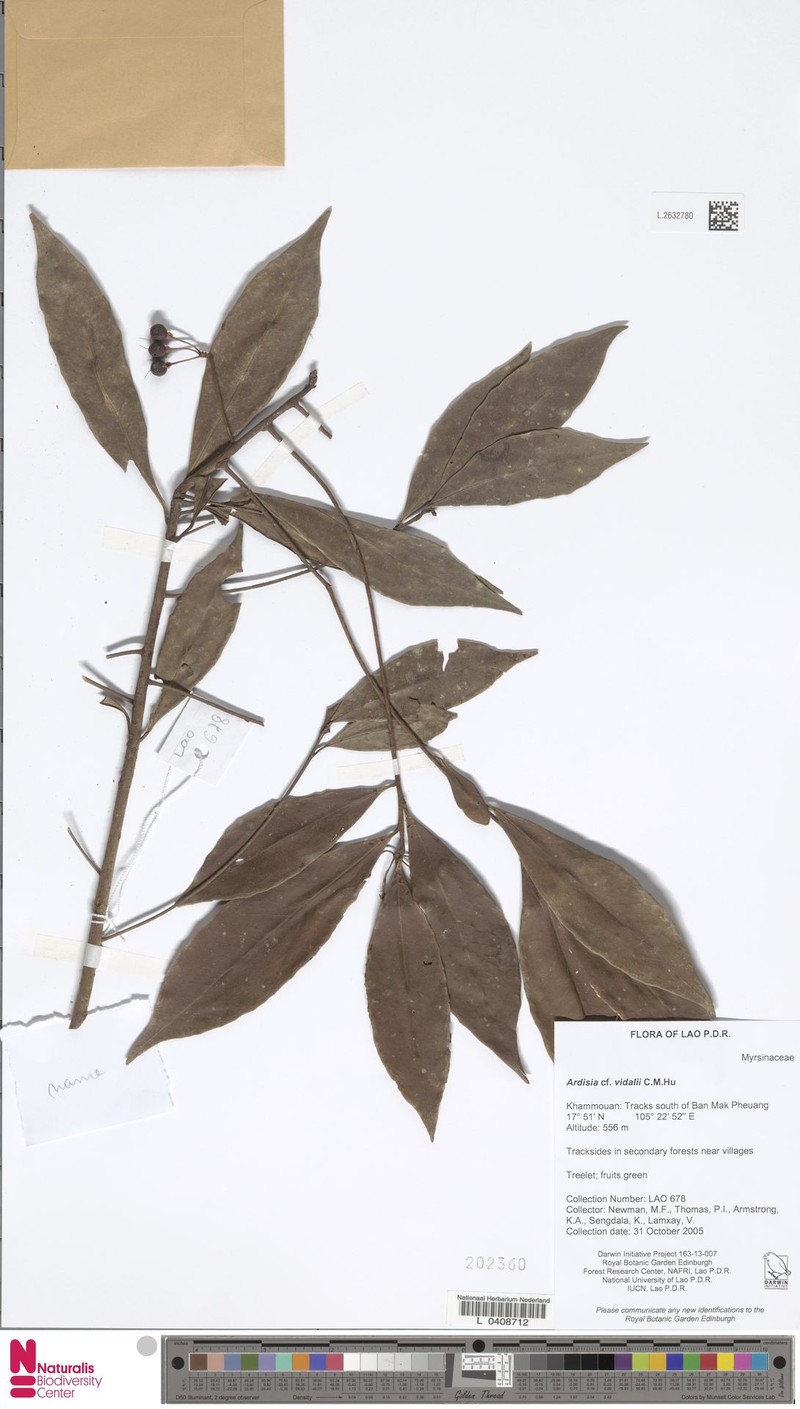 Ardisia vidalii