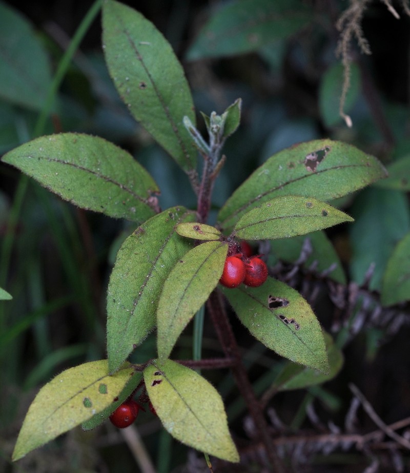 Ardisia villosa