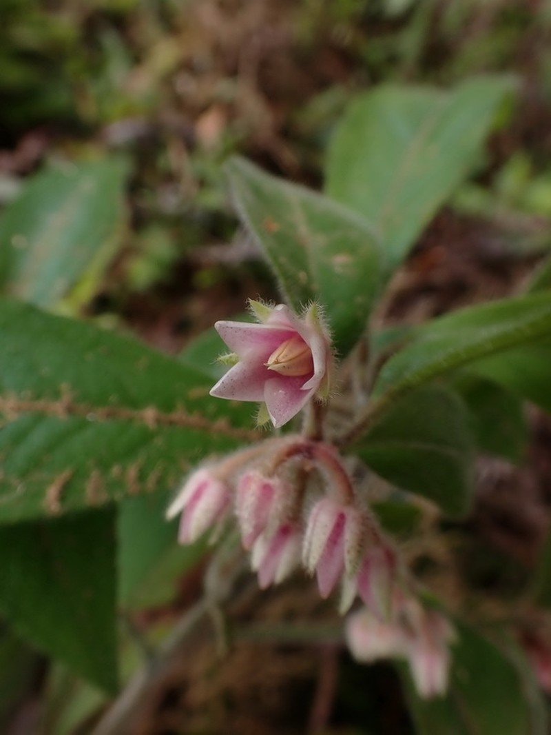Ardisia villosa photo 2