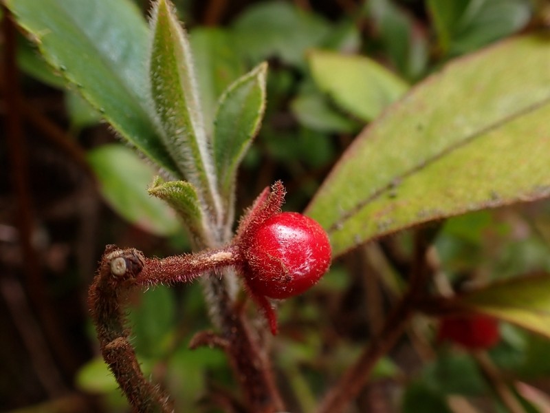 Ardisia villosa photo 3