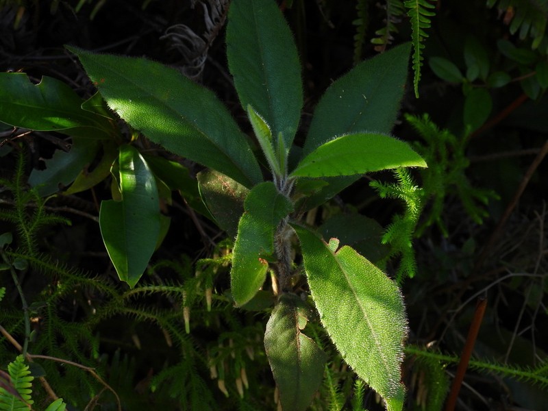 Ardisia villosa photo 4