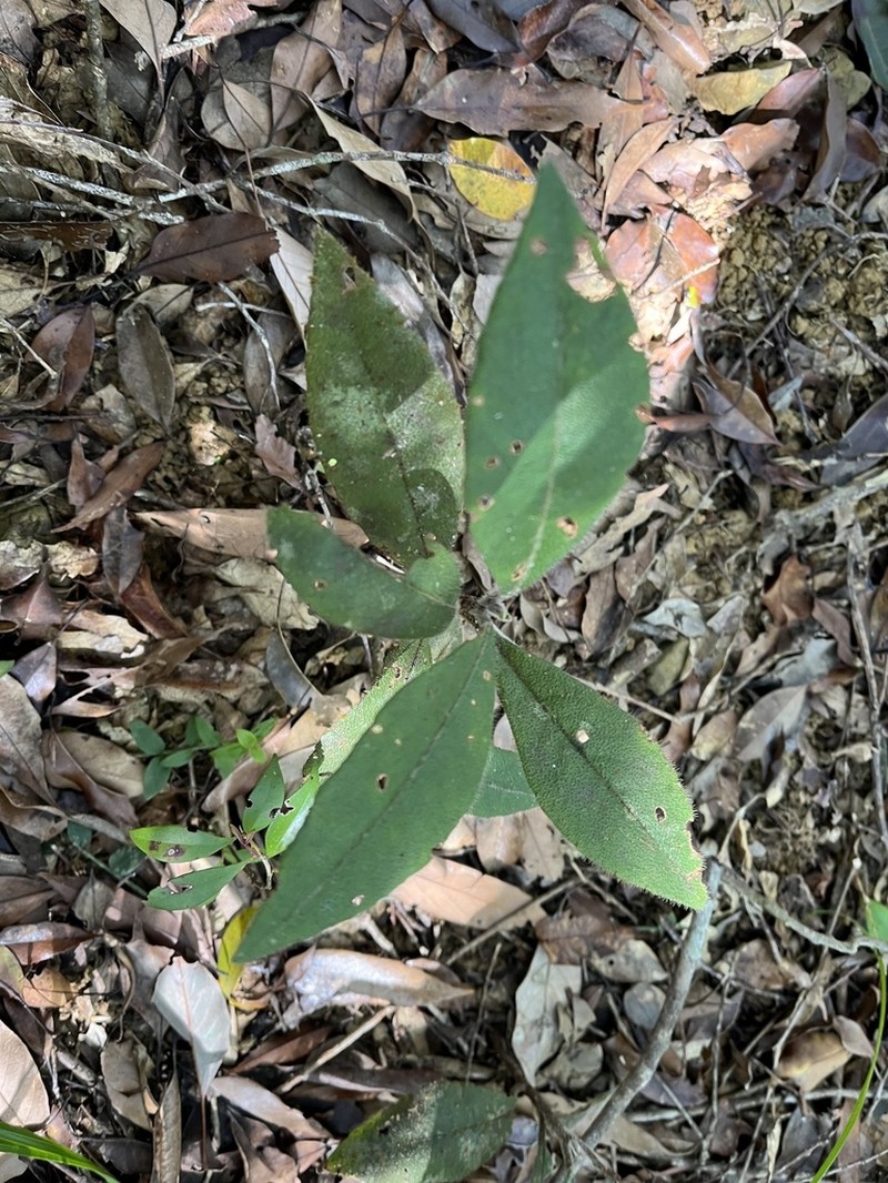 Ardisia villosa photo 5