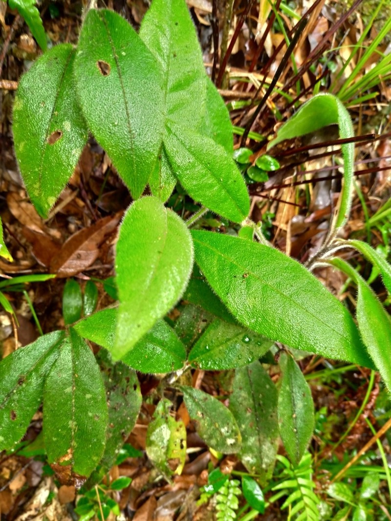 Ardisia villosa photo 6