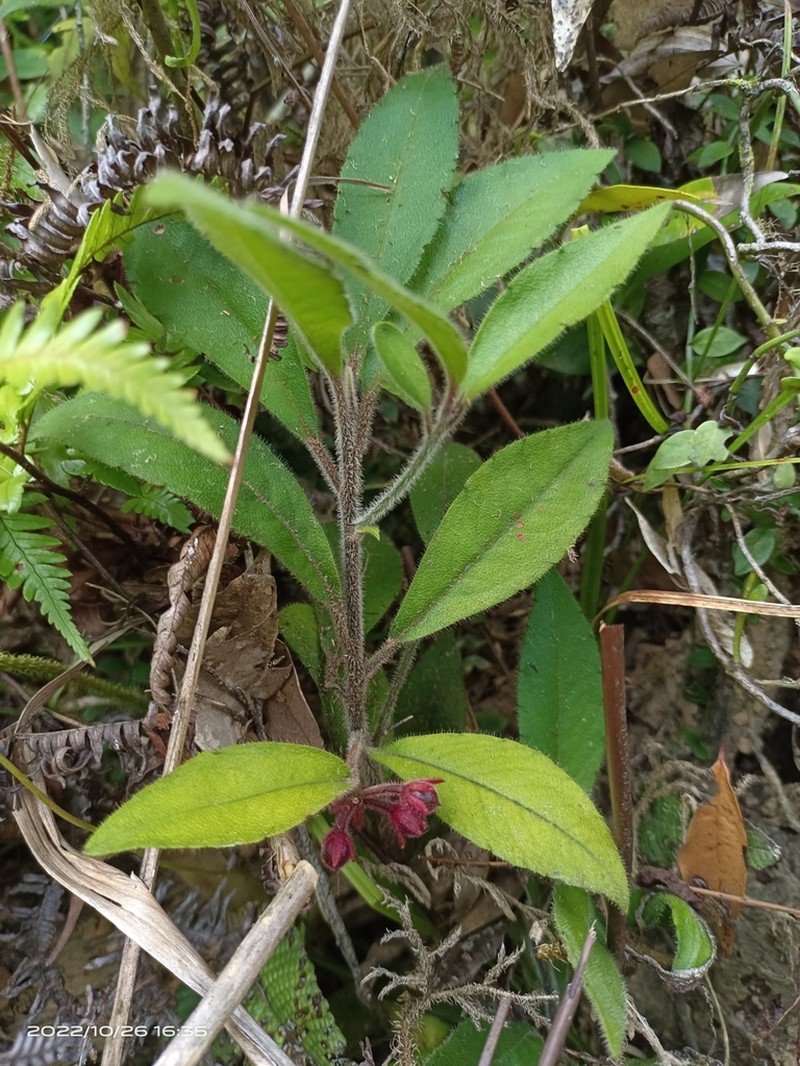 Ardisia villosa photo 7