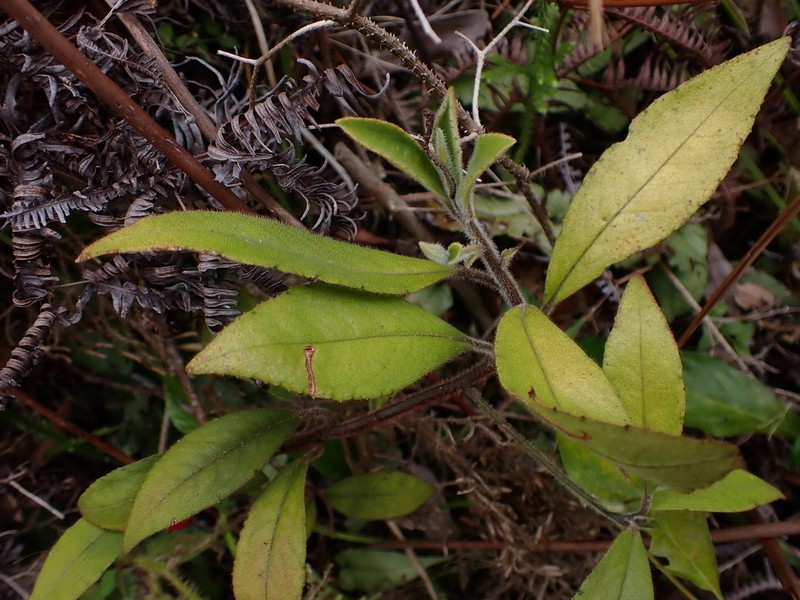Ardisia villosa photo 8