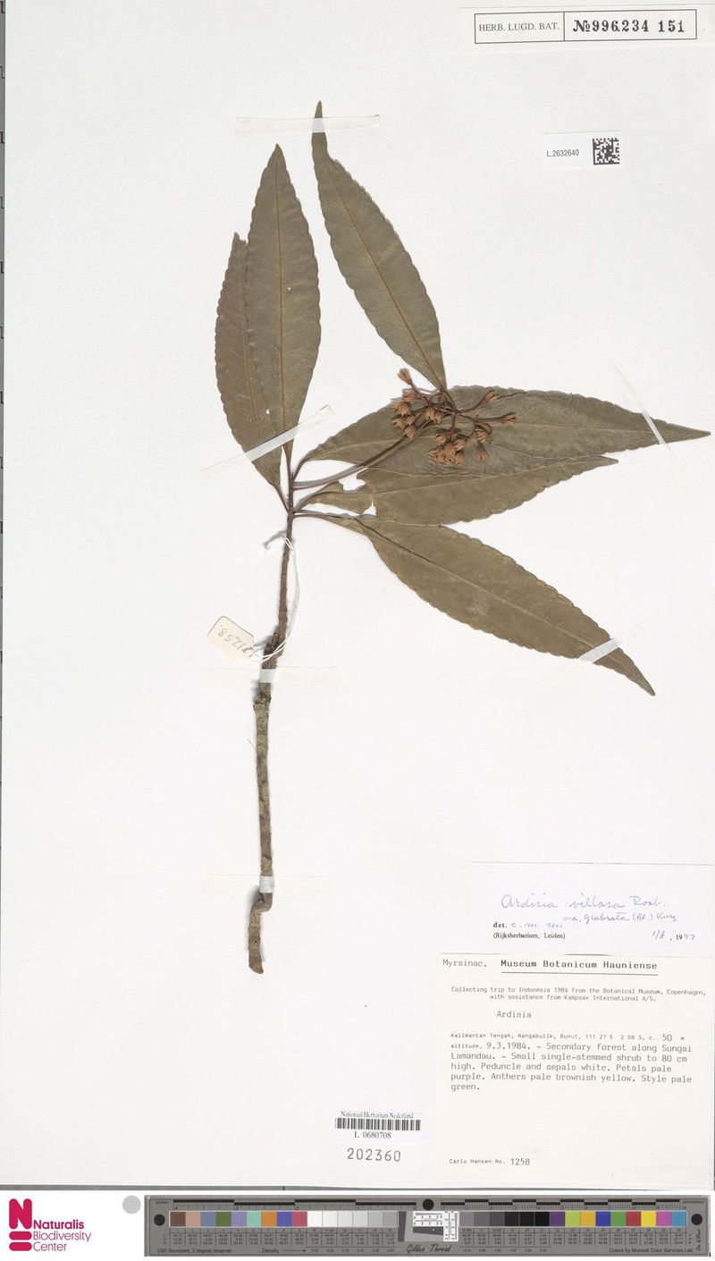 Ardisia villosa subsp. villosa photo 2