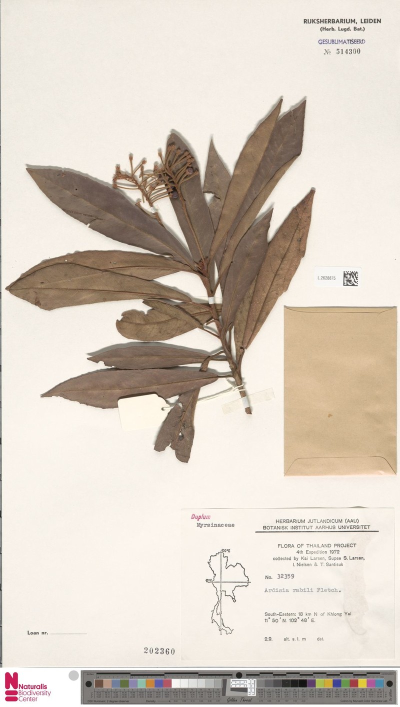 Ardisia villosa subsp. villosa photo 3