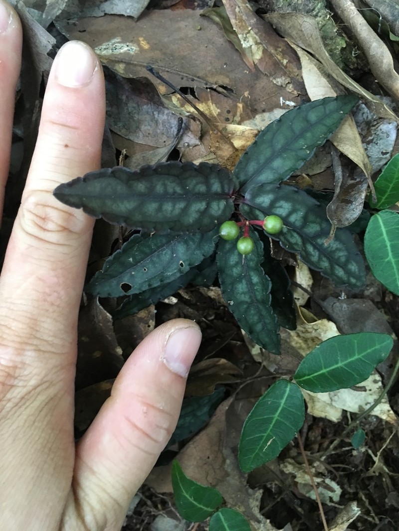 Ardisia violacea