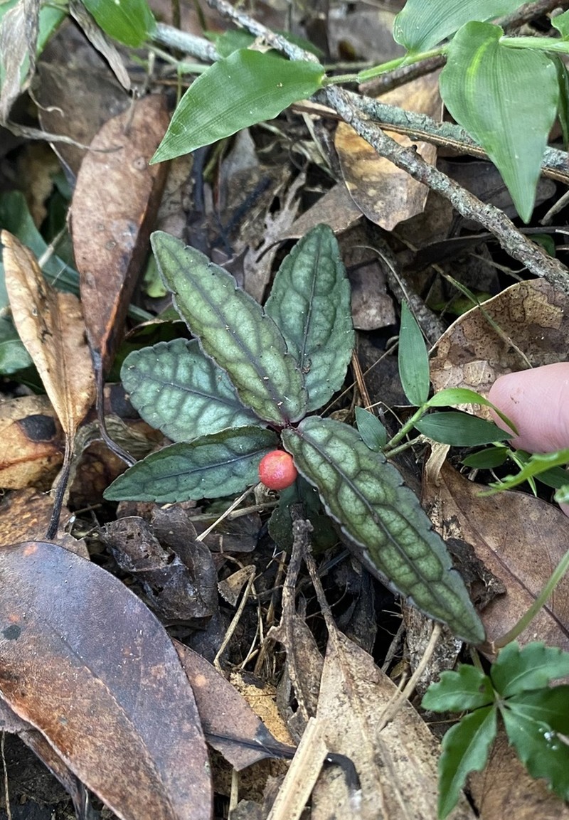 Ardisia violacea photo 2