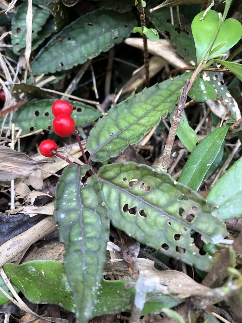 Ardisia violacea photo 3